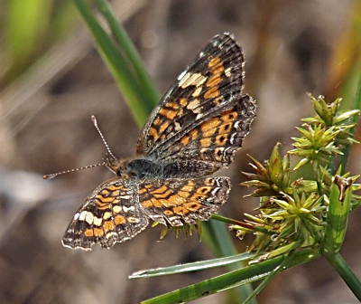 [Top side view of the butterfly with its wings fully flattened. The brown coloring on this one is darker and the white patches are more elongated rather than circular.]